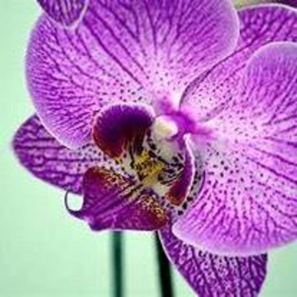 Meet your Posher, Carolyn - Picture 1 of 1